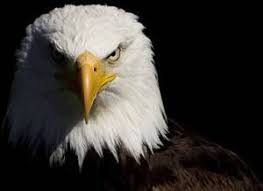 Vision of an  Eagle